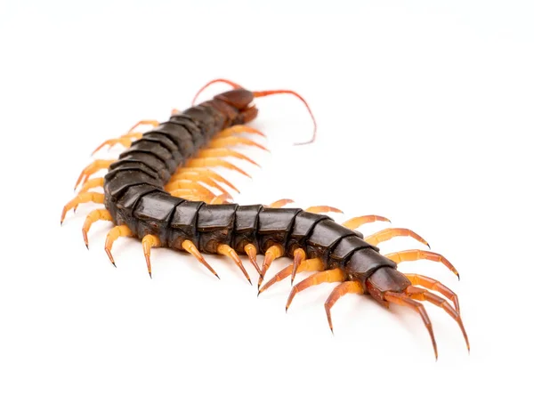 Giant centipede on cement floor — Stock Photo, Image