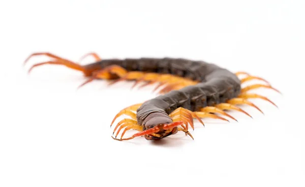 Centipede isolated on white background — Stock Photo, Image