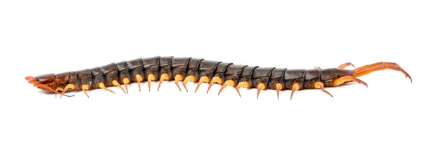 Centipede isolated on white background — Stock Photo, Image