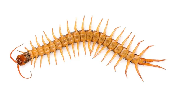 Centipede isolated on white background — Stock Photo, Image