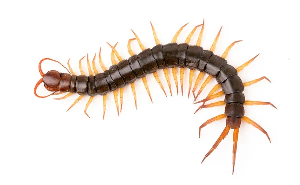 Centipede isolated on white background — Stock Photo, Image