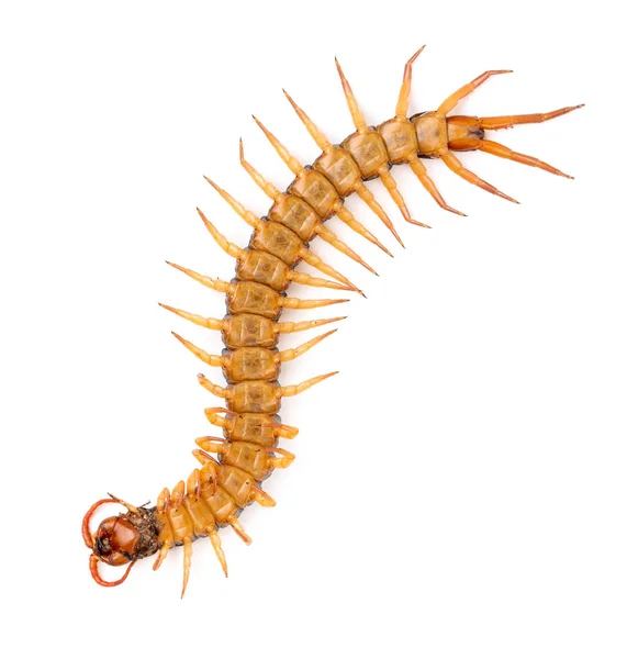 Centipede isolated on white background — Stock Photo, Image