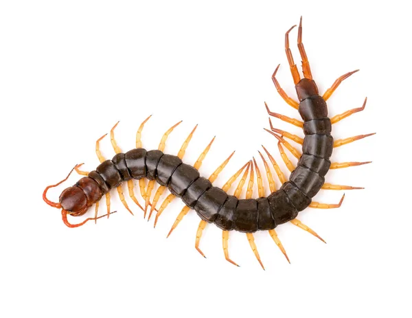Centipede isolerad på vit bakgrund — Stockfoto