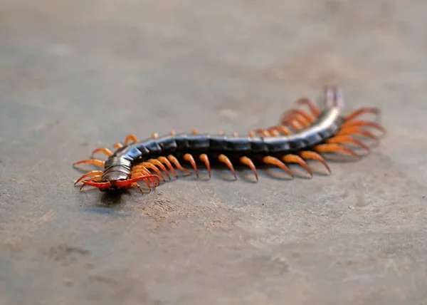 Giant Centipede på cementgolv — Stockfoto