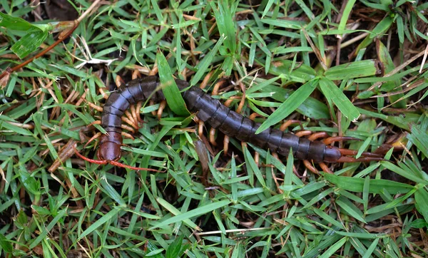 giant centipede on green grass