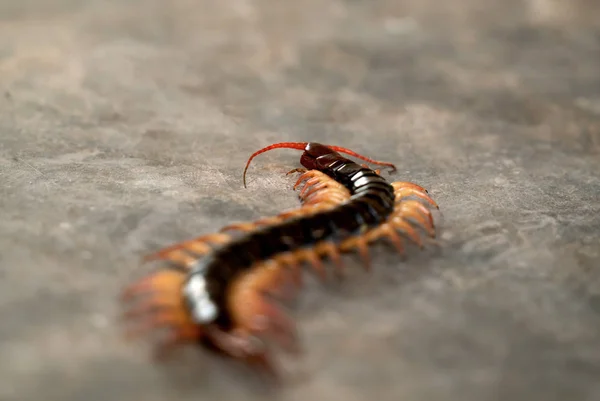 Giant centipede on cement floor — Stock Photo, Image