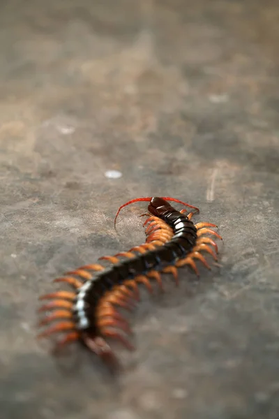 Giant centipede on cement floor — Stock Photo, Image
