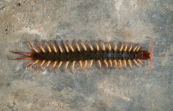 Ciempiés gigante sobre suelo de cemento — Foto de Stock