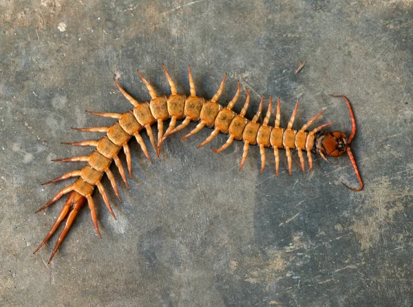 Giant centipede on cement floor — Stock Photo, Image