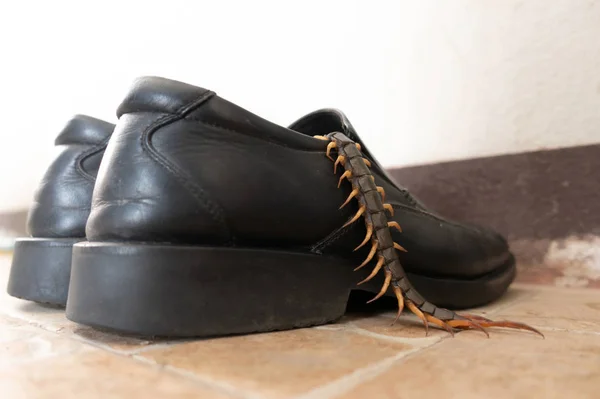 靴に隠れて巨大なムカチ — ストック写真
