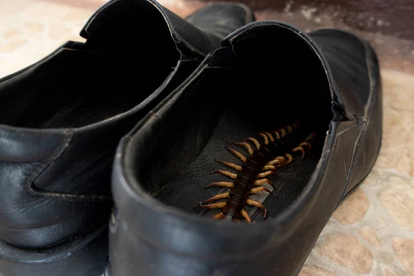 거대한 지네 숨어 에 신발 — 스톡 사진