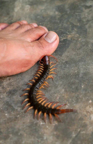 Les gens ont été mordus par un mille-pattes sur leurs pieds — Photo