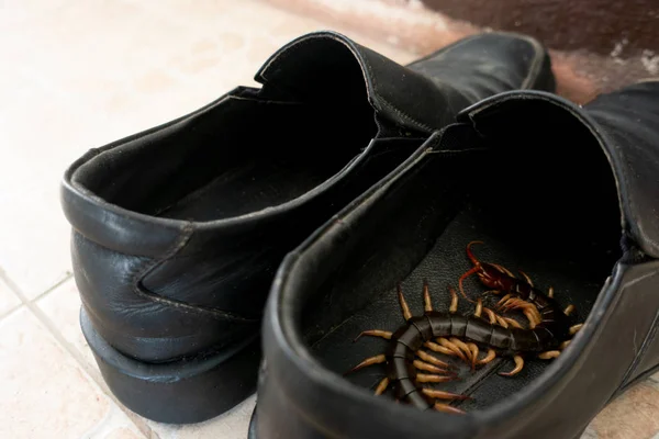 거대한 지네 숨어 에 신발 — 스톡 사진