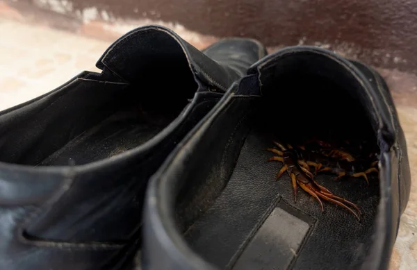 Riesen-Tausendfüßer versteckt sich in Schuhen — Stockfoto