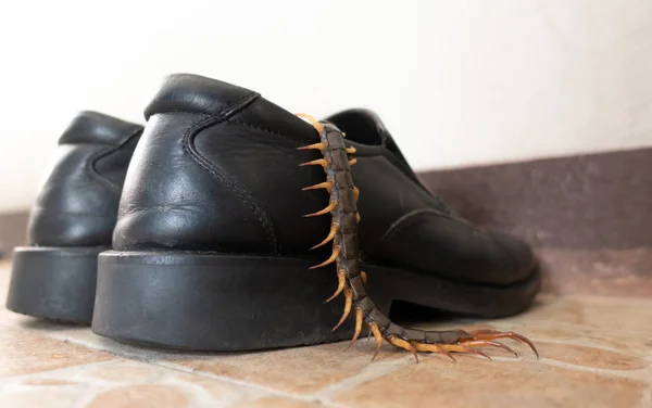Gigante centipedo escondido en zapatos Fotos de stock libres de derechos