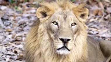 erkek aslan yüz yakın çekim