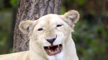 kadın beyaz aslan yüz yakın