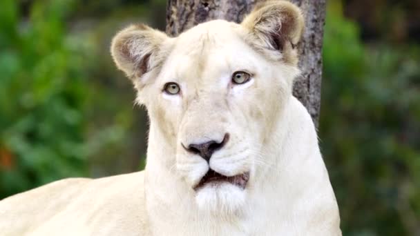 Weibliche Weiße Löwin Gesicht Aus Nächster Nähe — Stockvideo