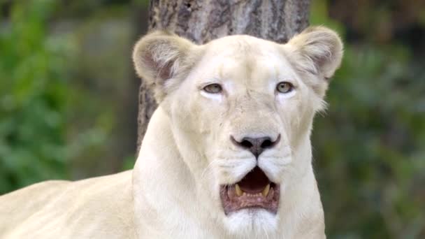 Female White Lion Face Close — Stock Video