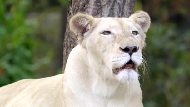 女性の白いライオンの顔をクローズアップ — ストック動画