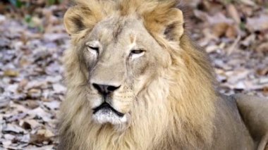 erkek aslan yüz yakın çekim