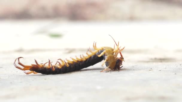 Centipede Wriggle Dead — Stock Video