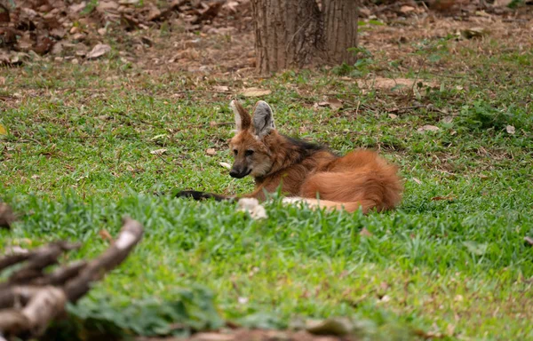 Lupo mannaro (Crisocyon brachyurus  ) — Foto Stock