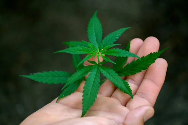 Рука тримає листя марихуани — стокове фото