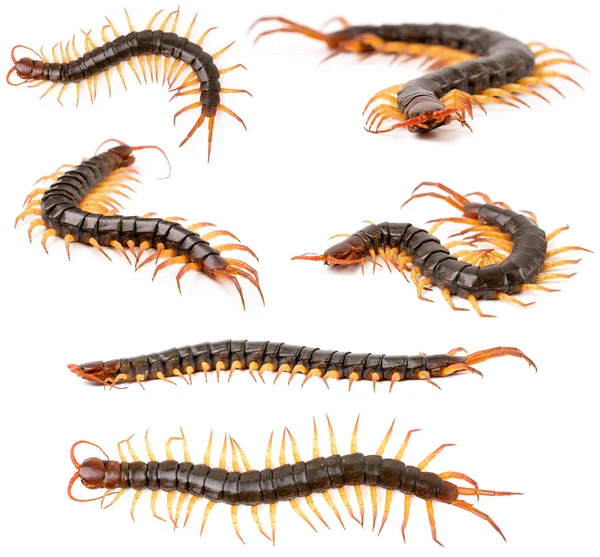 Centipede or chilopoda isolated — Stock Photo, Image