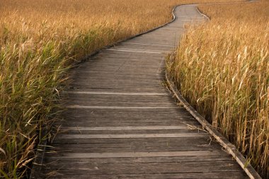 Tahta kaldırım çimlerin arasından geçiyor. 