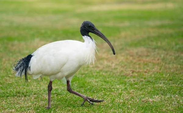 Australian white ibis — Stock Photo, Image