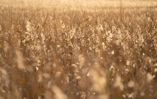 Campo de hierba seca al atardecer — Foto de Stock