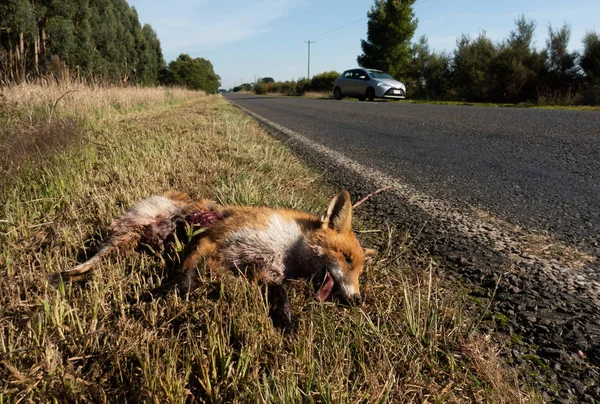 Dingo a été renversé par une voiture — Photo