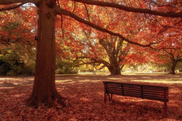 Wooden bench in city park — Stock Photo, Image