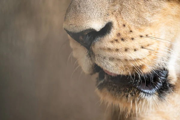 Africká Lví ústa zblízka — Stock fotografie