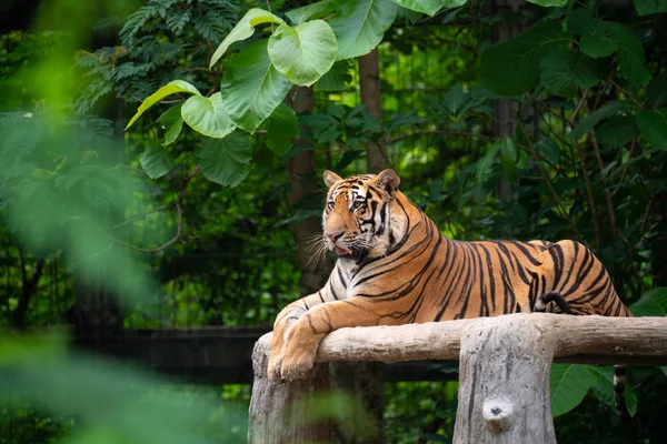 Бенгальский тигр лежит — стоковое фото