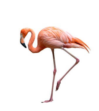 amerikan flamingo kuşu (Phoenicopterus ruber) beyaz izole 