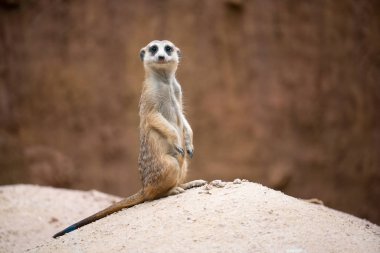 Şirin çöl faresi (Suricata suricatta )