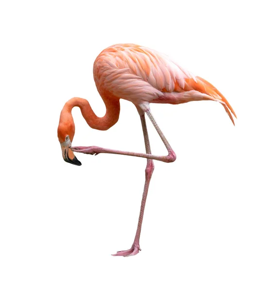 Uccello fenicottero americano (Phoenicopterus ruber) isolato su bianco — Foto Stock