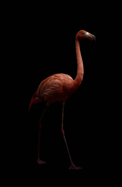 American flamingo bird in dark backhround — Stock Photo, Image