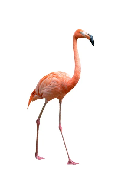 Pássaro flamingo americano (Phoenicopterus ruber) isolado em branco — Fotografia de Stock