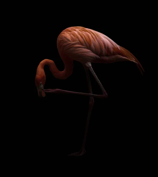 Koyu backhround amerikan flamingo kuş — Stok fotoğraf