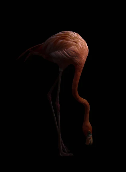 Koyu backhround amerikan flamingo kuş — Stok fotoğraf