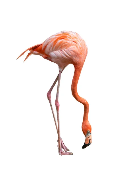 Pássaro flamingo americano (Phoenicopterus ruber) isolado em branco — Fotografia de Stock