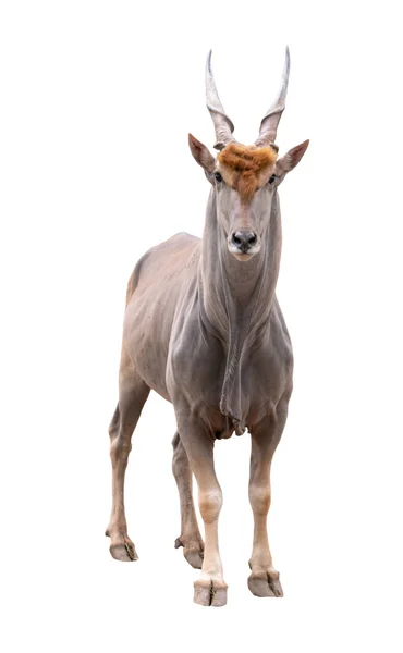 Izolált közönséges jávorantilop (Taurotragus Oryx) — Stock Fotó