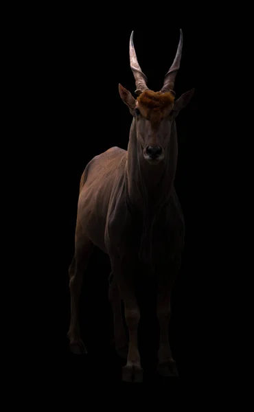 Společná elanda na tmavém pozadí — Stock fotografie