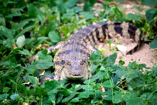 Pequeno crocodilo escondido na grama verde — Fotografia de Stock