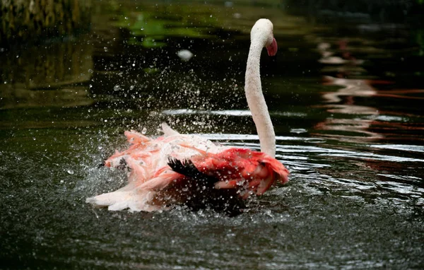 Greater flamingo (Phoenicopterus roseus) in the river — Stock Photo, Image