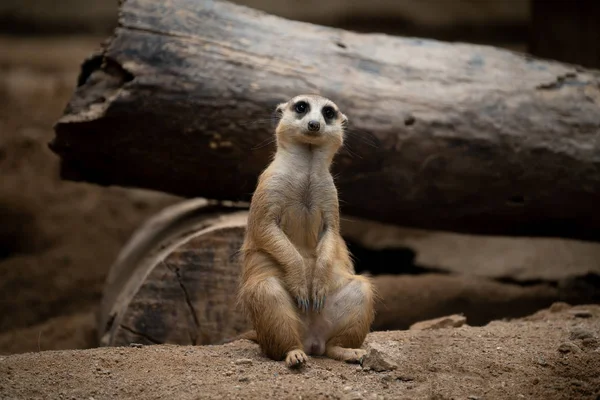 Ładny Meerkat (Suricata suricatta ) — Zdjęcie stockowe