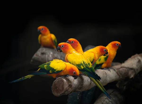 Gruppo di sunconure uccello pappagallo sfondo scuro — Foto Stock